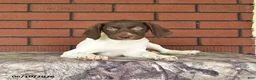 German Shorthaired Pointer dogs for sale: Garnet - Ad 7