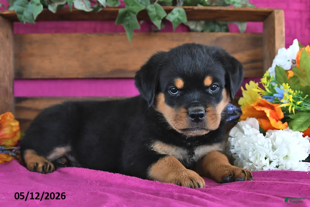 Rottweiler dogs for sale: Major - Ad 2