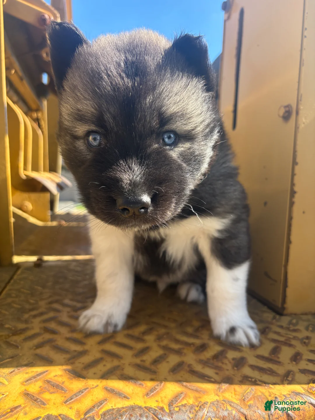 Siberian Husky dogs for sale: TOLVER - Ad 7