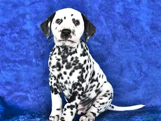 Dalmatian dogs for sale: Marshall - Ad 4