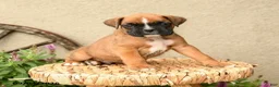 Boxer dogs for sale: Blake - Ad 5