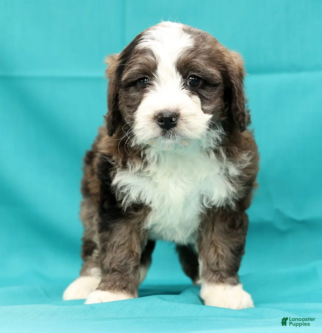 Mini Bernedoodle dogs for sale: Olive - Ad 7