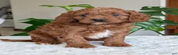 Cavapoo dogs for sale: Jake - Ad 35