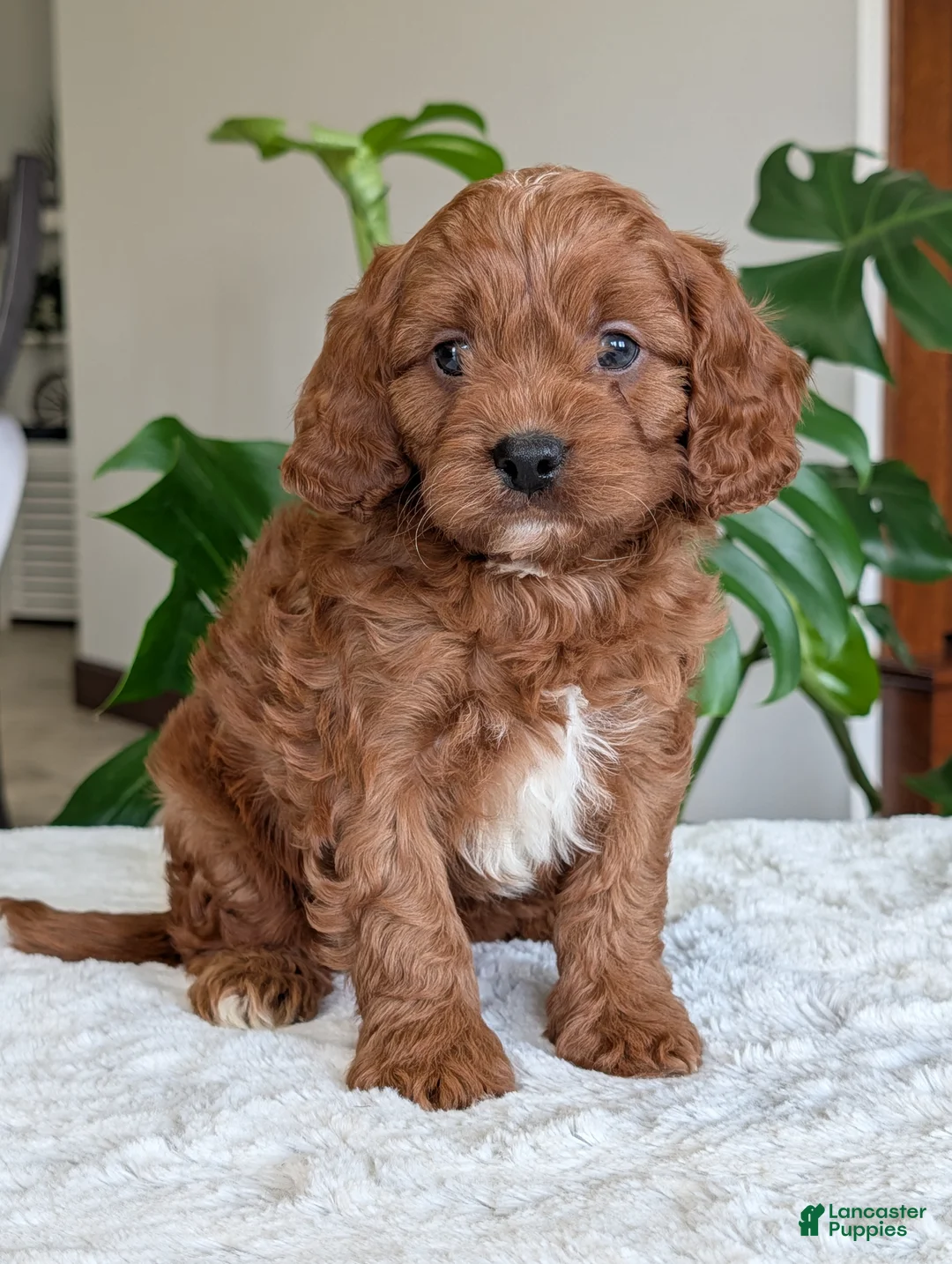 Cavapoo dogs for sale: Jake - Ad 35
