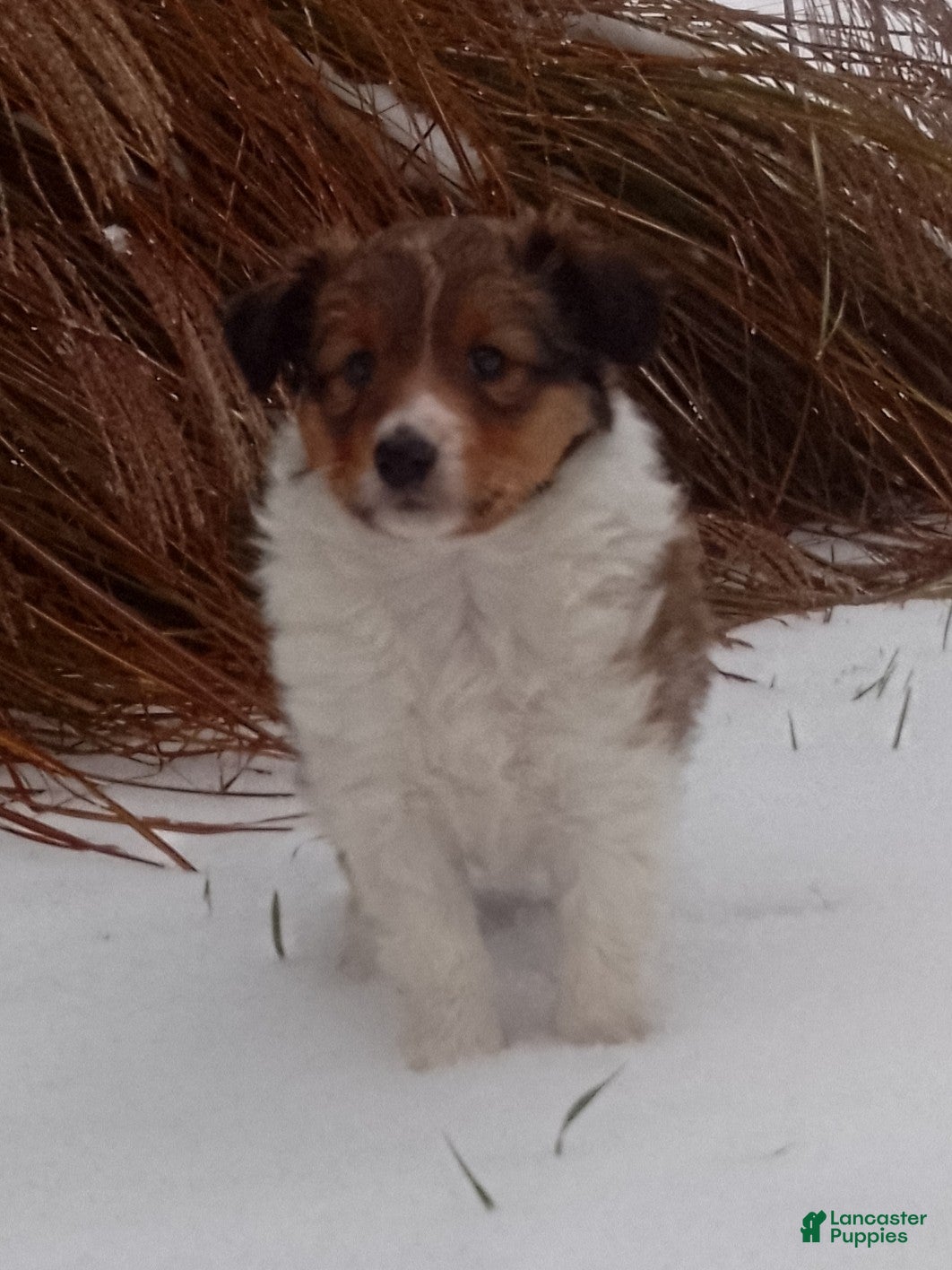 Shetland Sheepdog dogs Emma - Ad 17