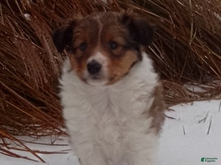 Shetland Sheepdog dogs Emma - Ad 10