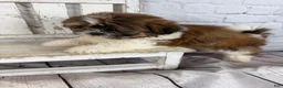Shih Tzu dogs for sale: Clarice - Ad 8