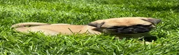 Pug dogs for sale: Mai - Ad 9