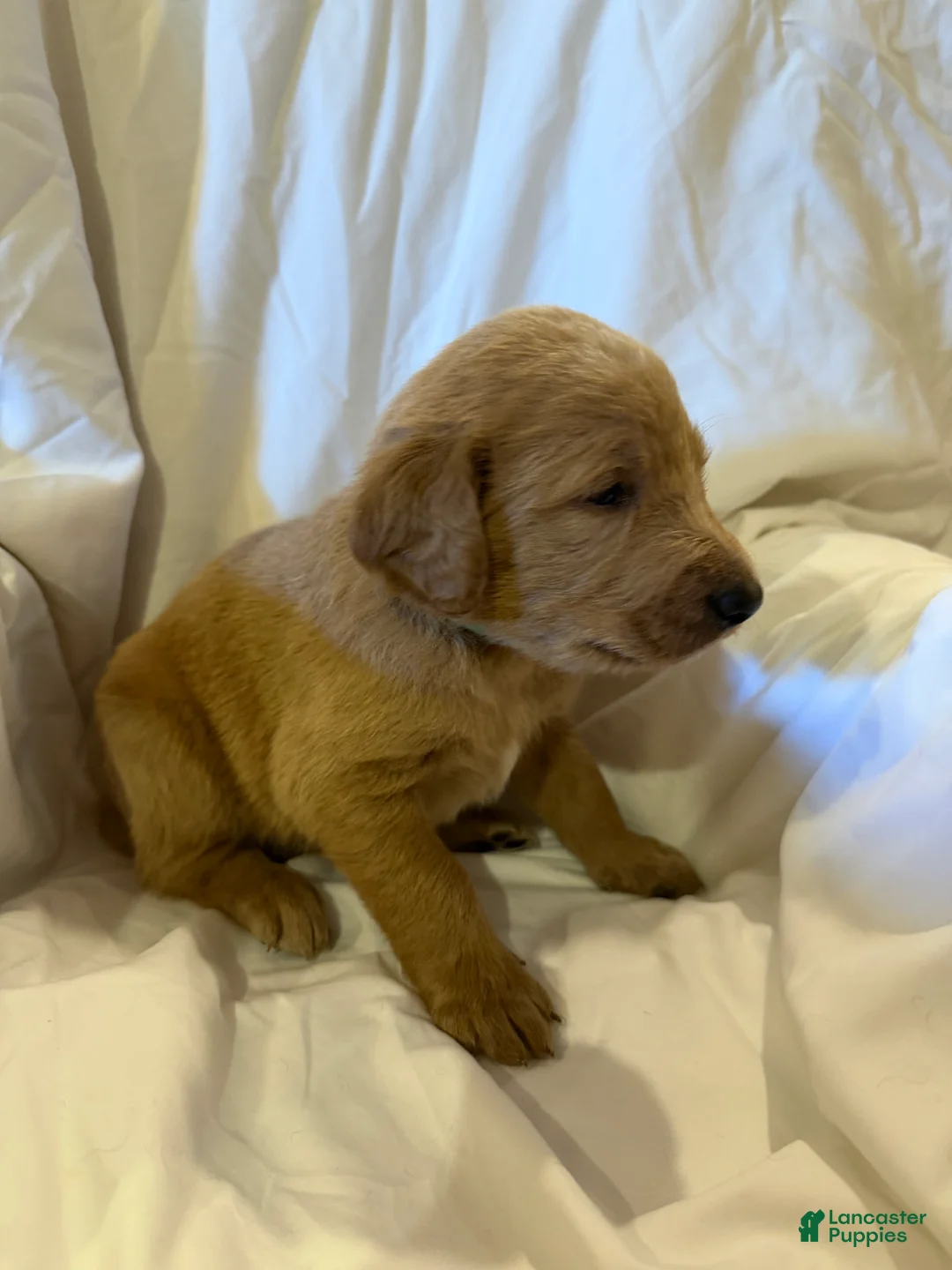 Labradoodle dogs for sale: Labradoodle Light Green - Ad 1