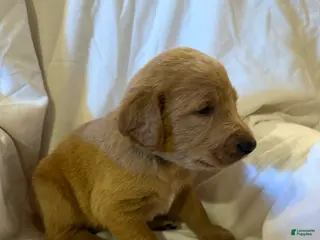 Labradoodle dogs Labradoodle Light Green - Ad 29