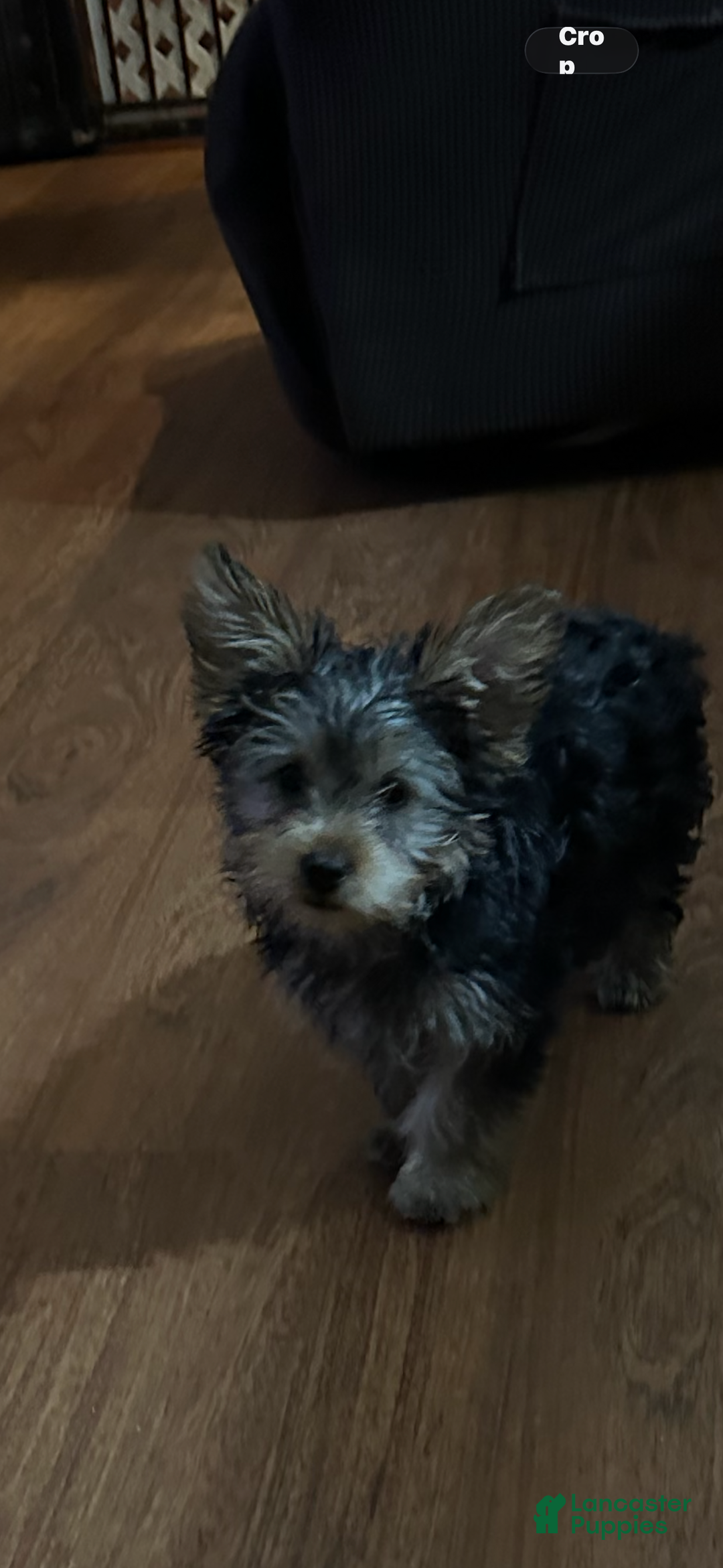 Yorkshire Terrier dogs for sale: Yorkshire Terrier Puppy 1 - Ad 3