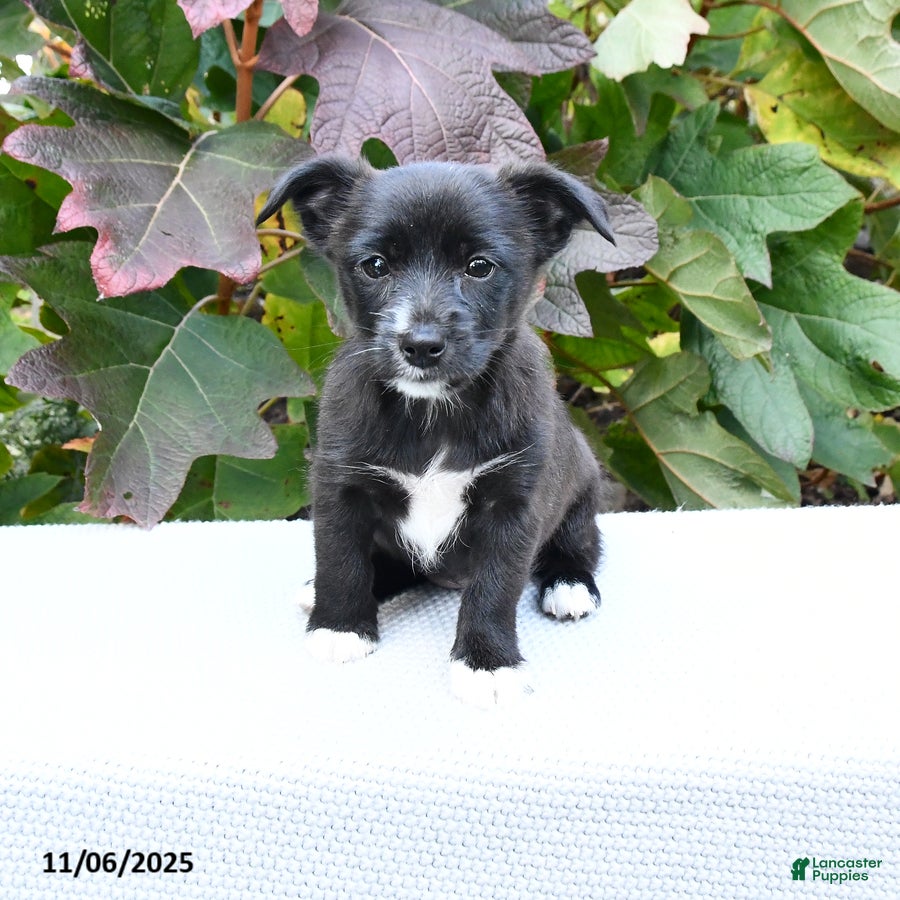 Mixed Breed dogs Boots - Ad 34