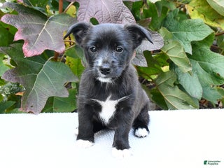 Mixed Breed dogs Boots - Ad 39