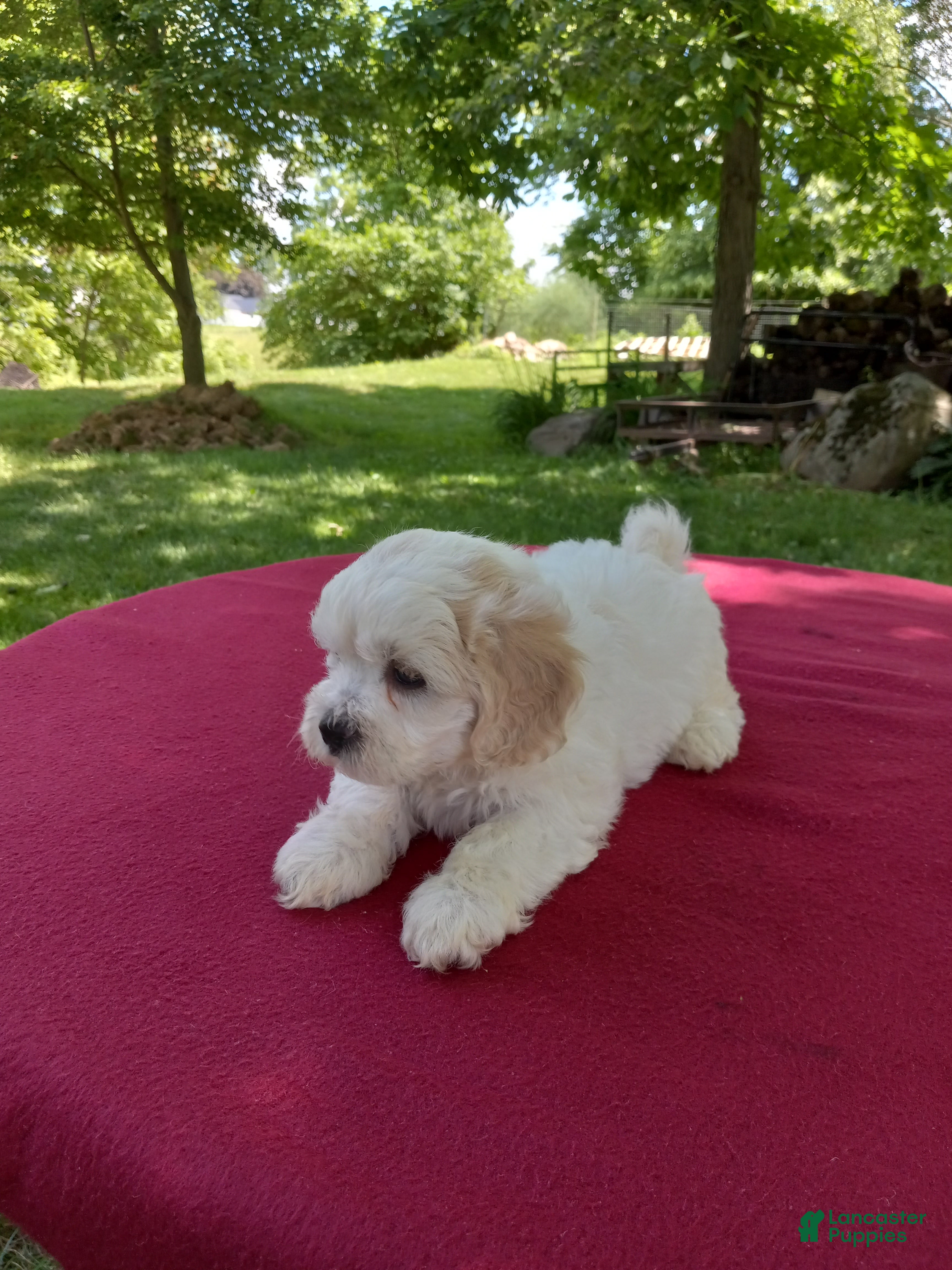 Teddy Bear dogs Rambo - Ad 2