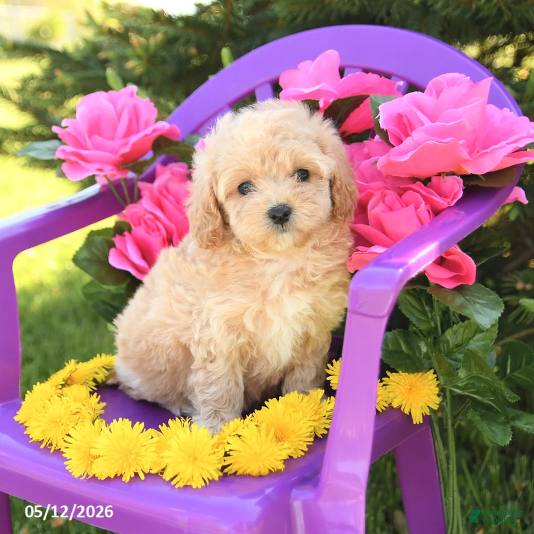 Maltipoo dogs for sale: Daisy - Ad 1