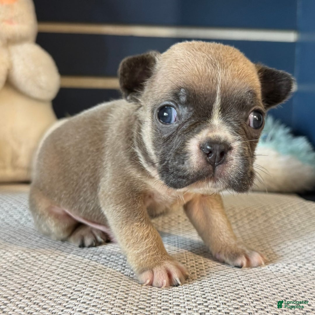 French Bulldog dogs for sale: Alex - Ad 35