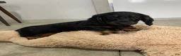 Miniature Dachshund dogs for sale: Brody - Ad 6