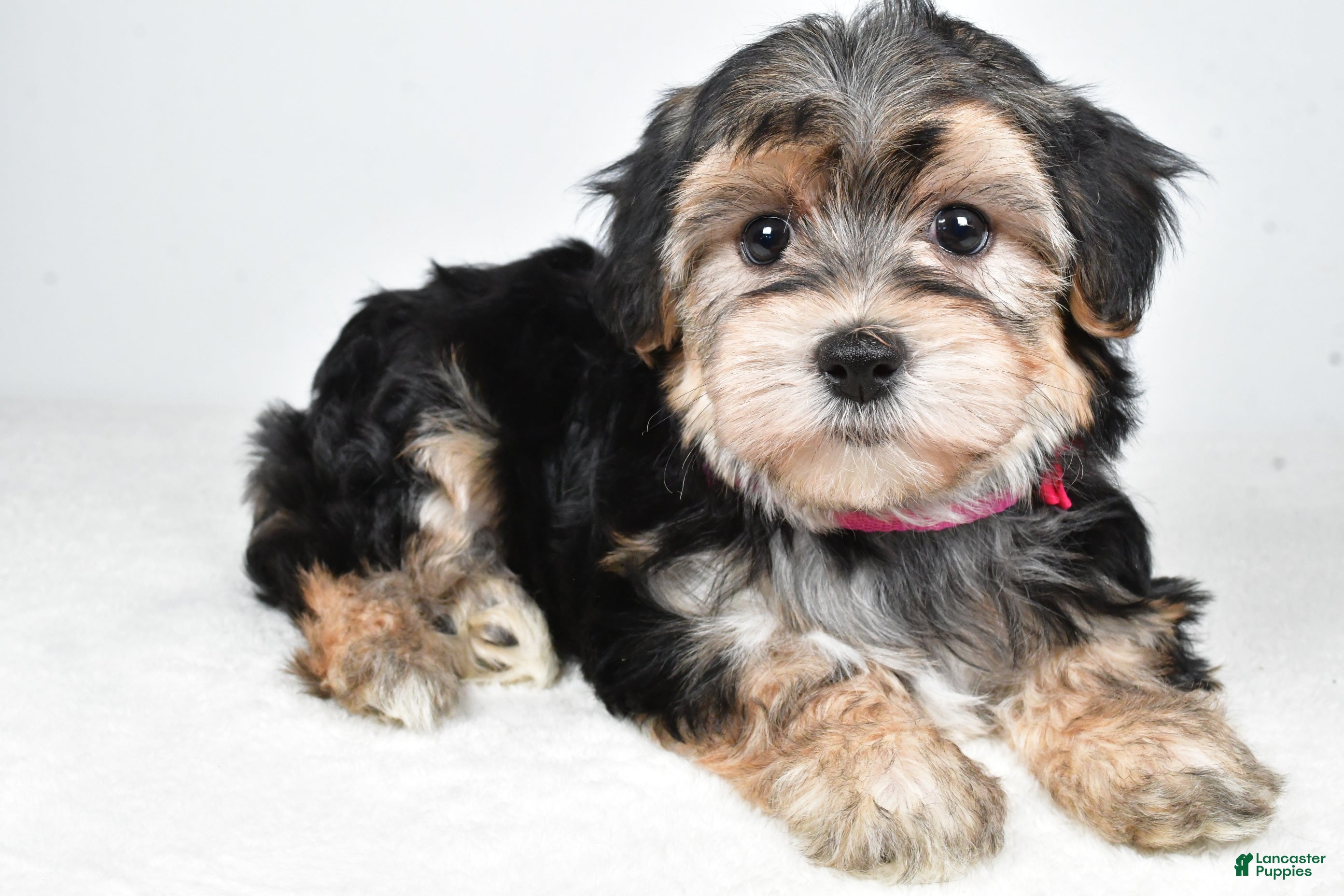 Morkie dogs Roxy - Ad 2