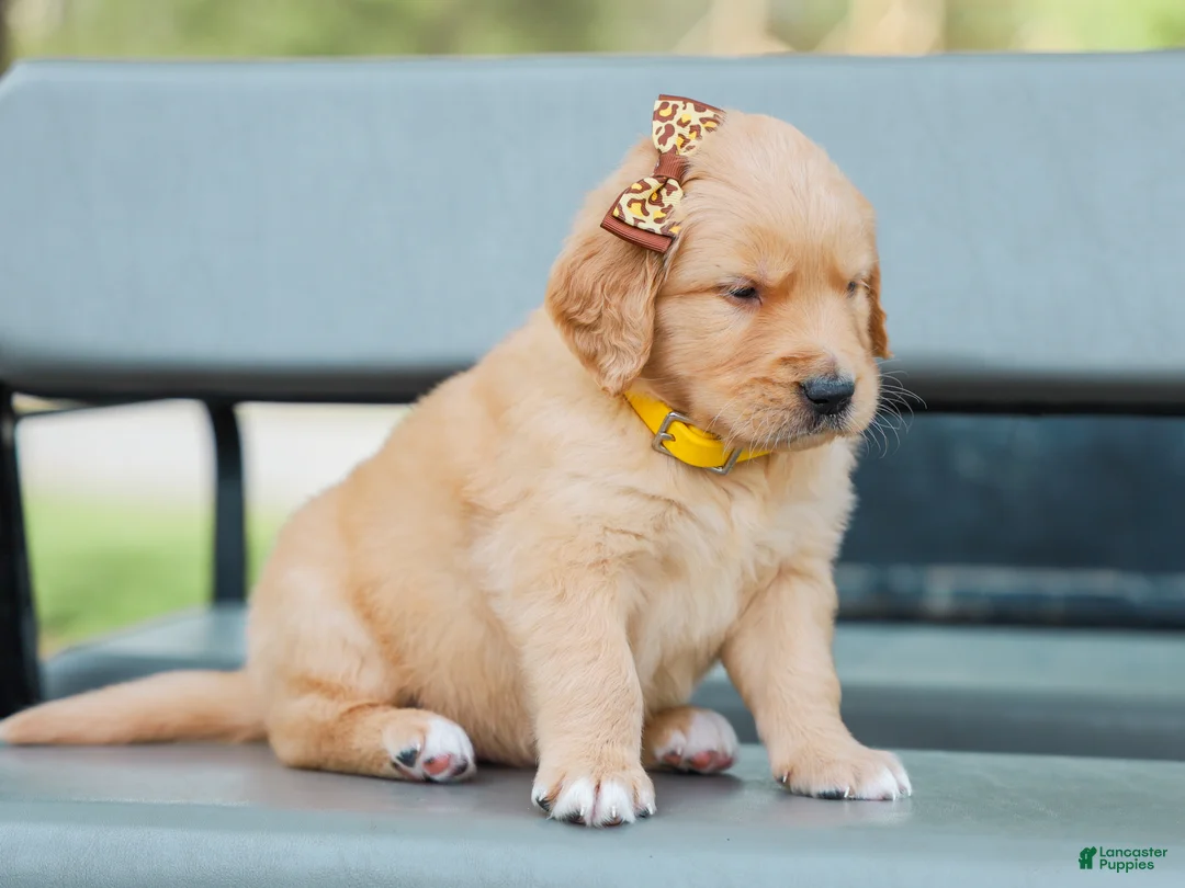 Golden Retriever dogs for sale: Asher ACA Golden Retriever Pup - Ad 2