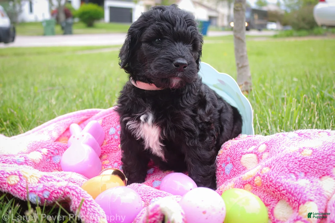 Goldendoodle dogs for sale: Miss Pink - Ad 1