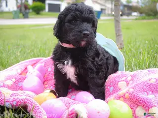 Goldendoodle dogs for sale: Miss Pink - Ad 4