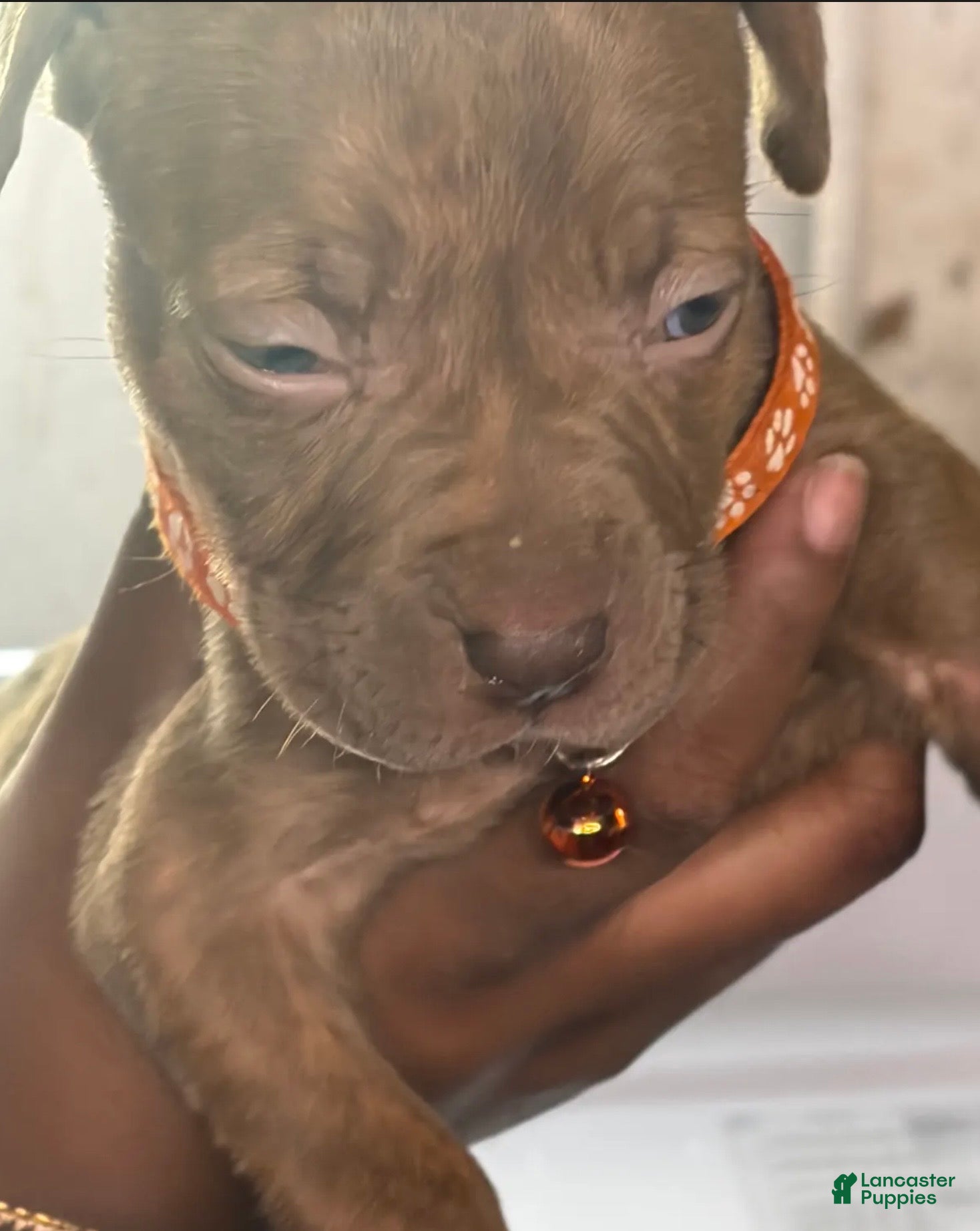 American Pit Bull Terrier dogs for sale: American Pit Bull Terrier Puppy 1 - Ad 2