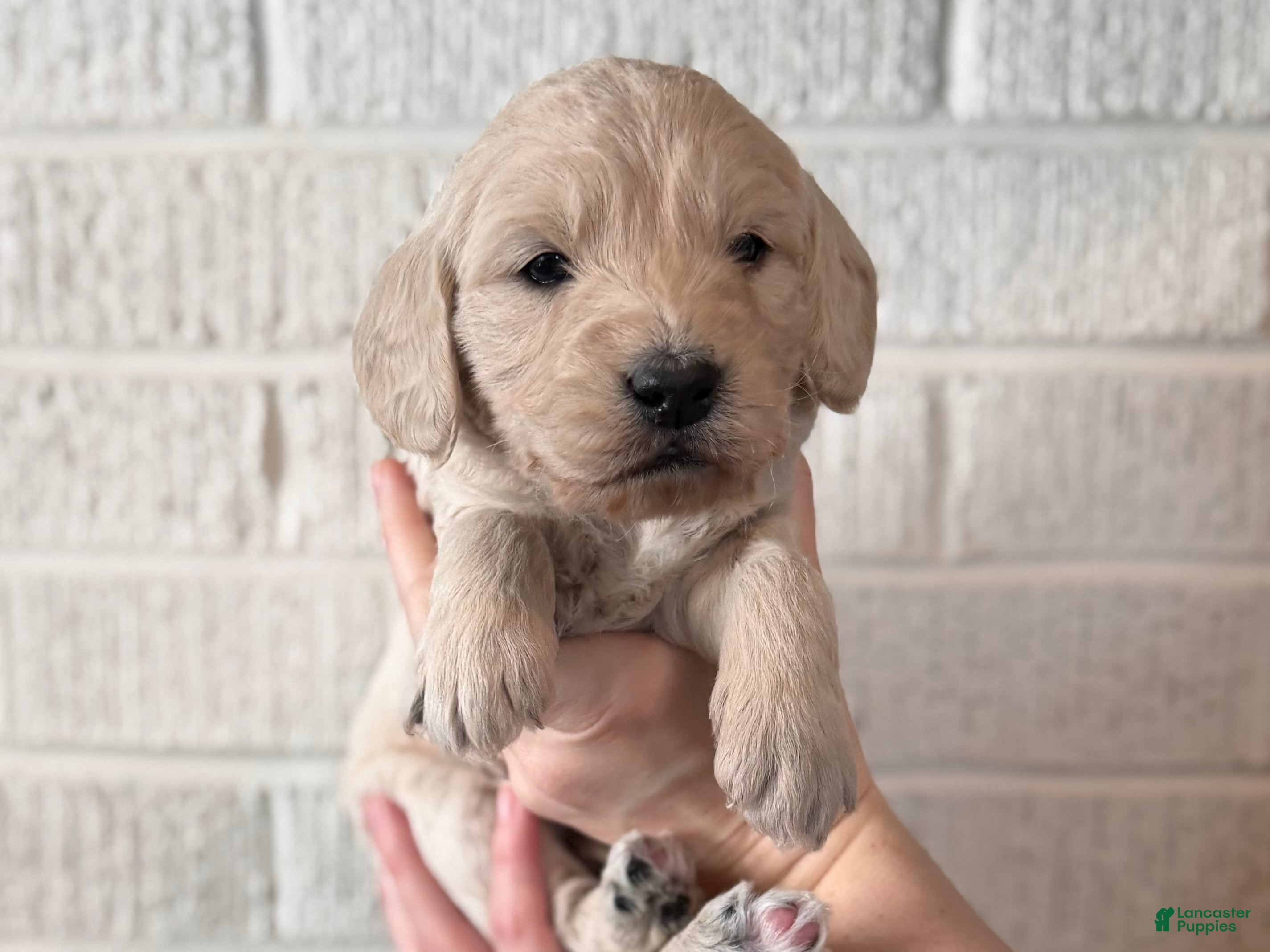 Mini Goldendoodle dogs Sugar&Spice - Ad 32