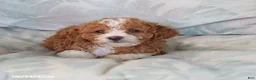 Toy Poodle dogs for sale: Ruby - Ad 5