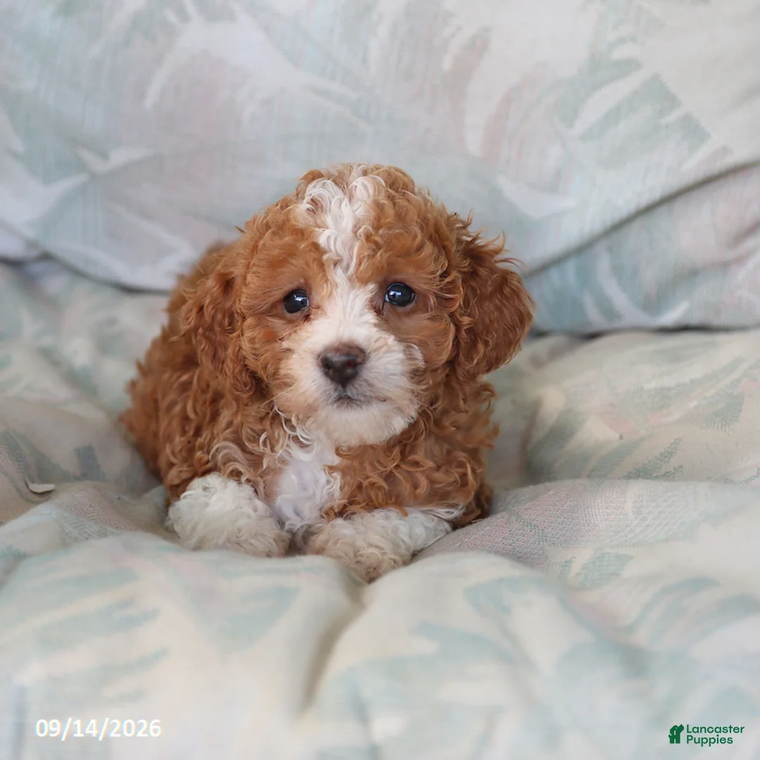 Toy Poodle dogs for sale: Ruby - Ad 5