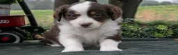 Miniature Australian Shepherd dogs for sale: Cuddles - Ad 2