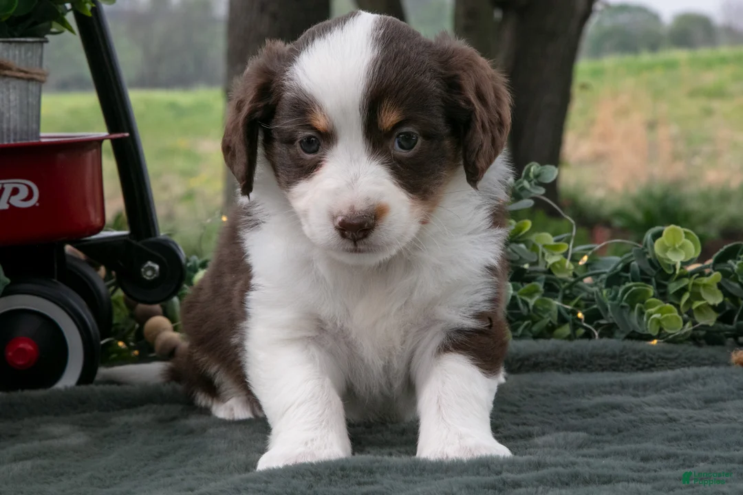 Miniature Australian Shepherd dogs for sale: Cuddles - Ad 2