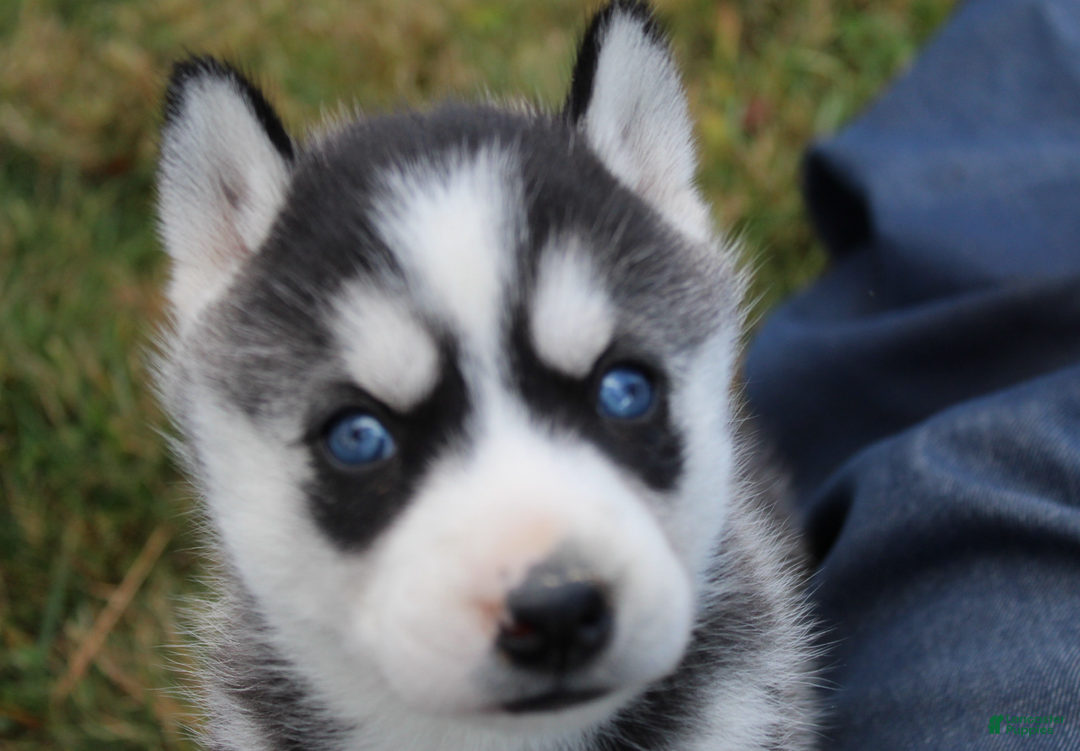 Siberian Husky dogs for sale: River - Ad 3