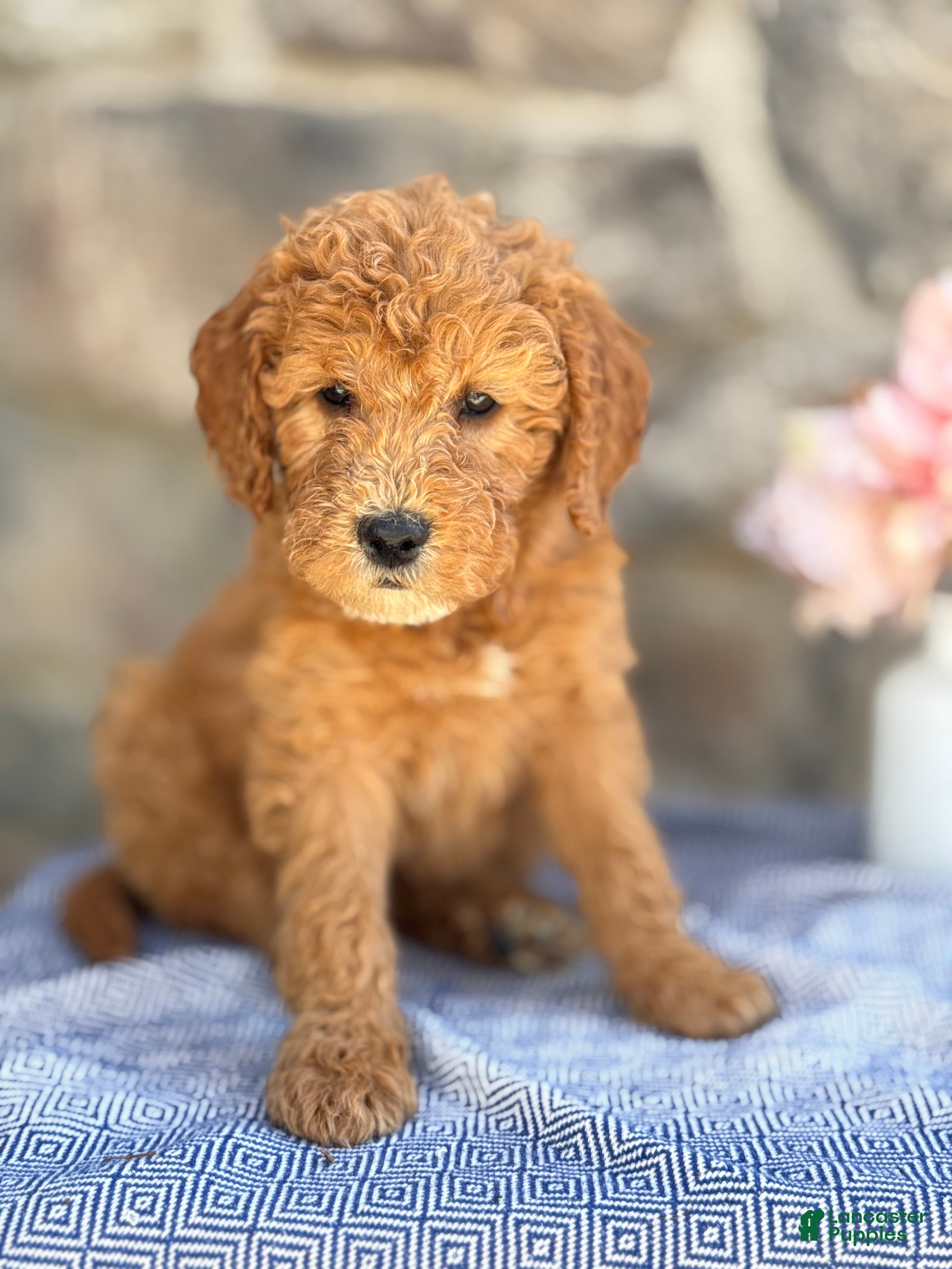 Goldendoodle dogs Mochi - Ad 1