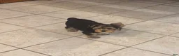 Yorkshire Terrier dogs for sale: Akc traditional female  - Ad 3