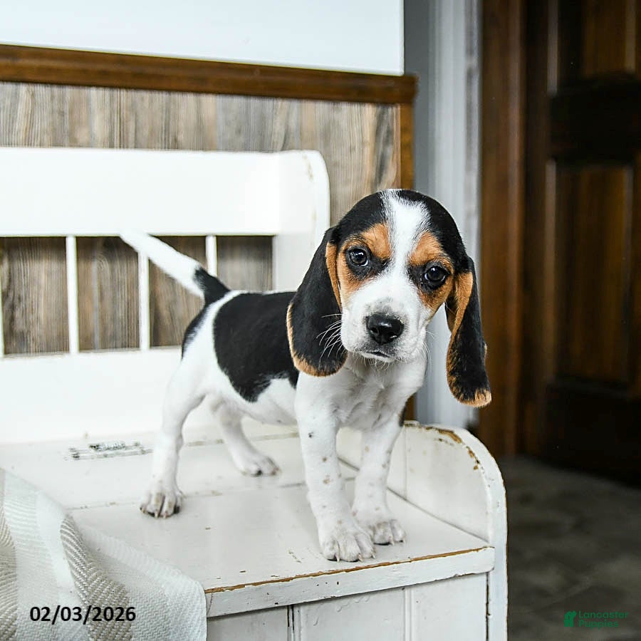 Beagle dogs Buffy - Ad 3