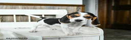 Beagle dogs for sale: Buffy - Ad 1