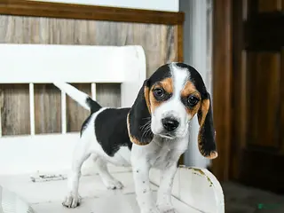 Beagle dogs Buffy - Ad 3