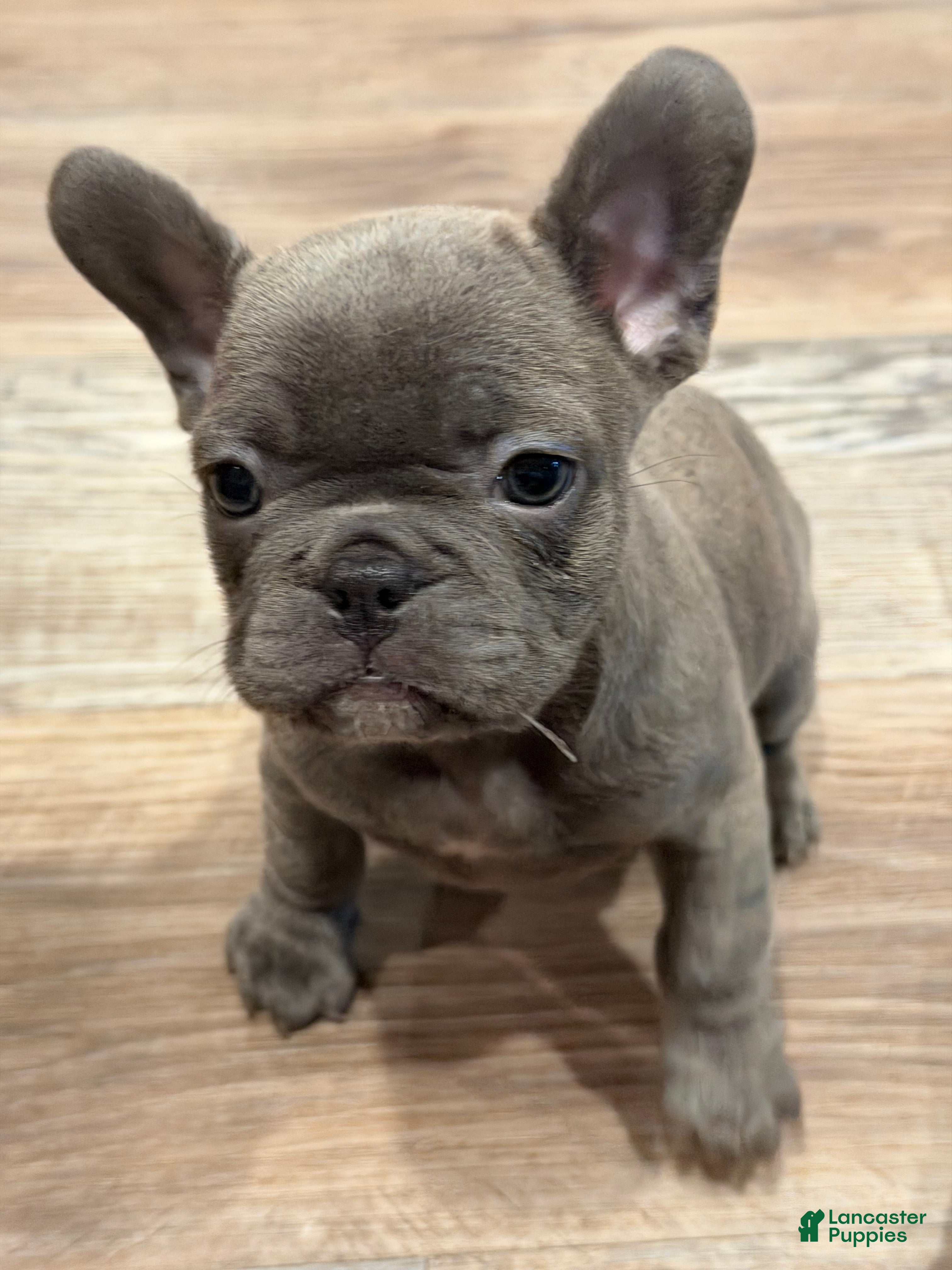 French Bulldog dogs French Bulldog 1 - Ad 1