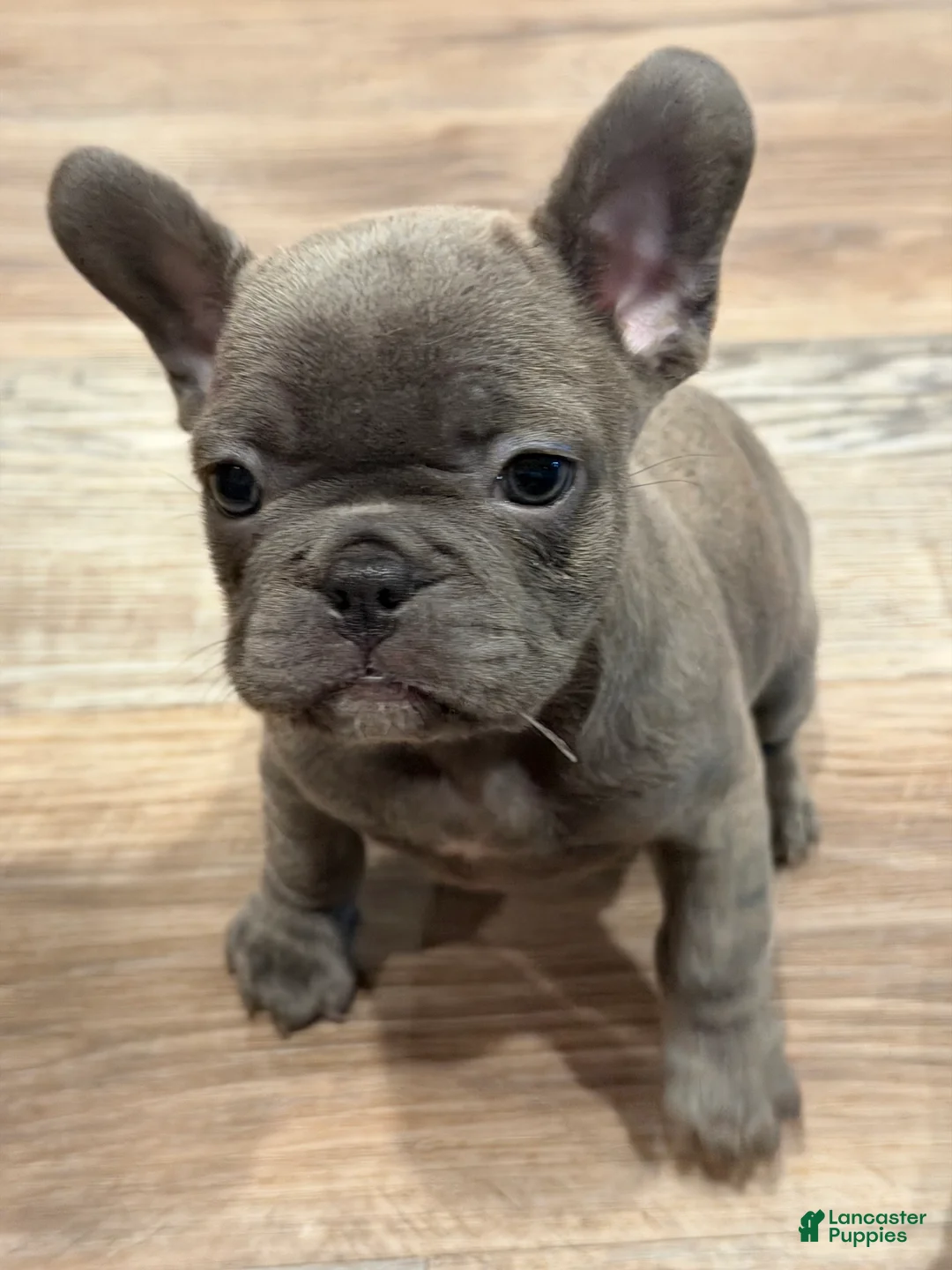 French Bulldog dogs for sale: French Bulldog 1 - Ad 1