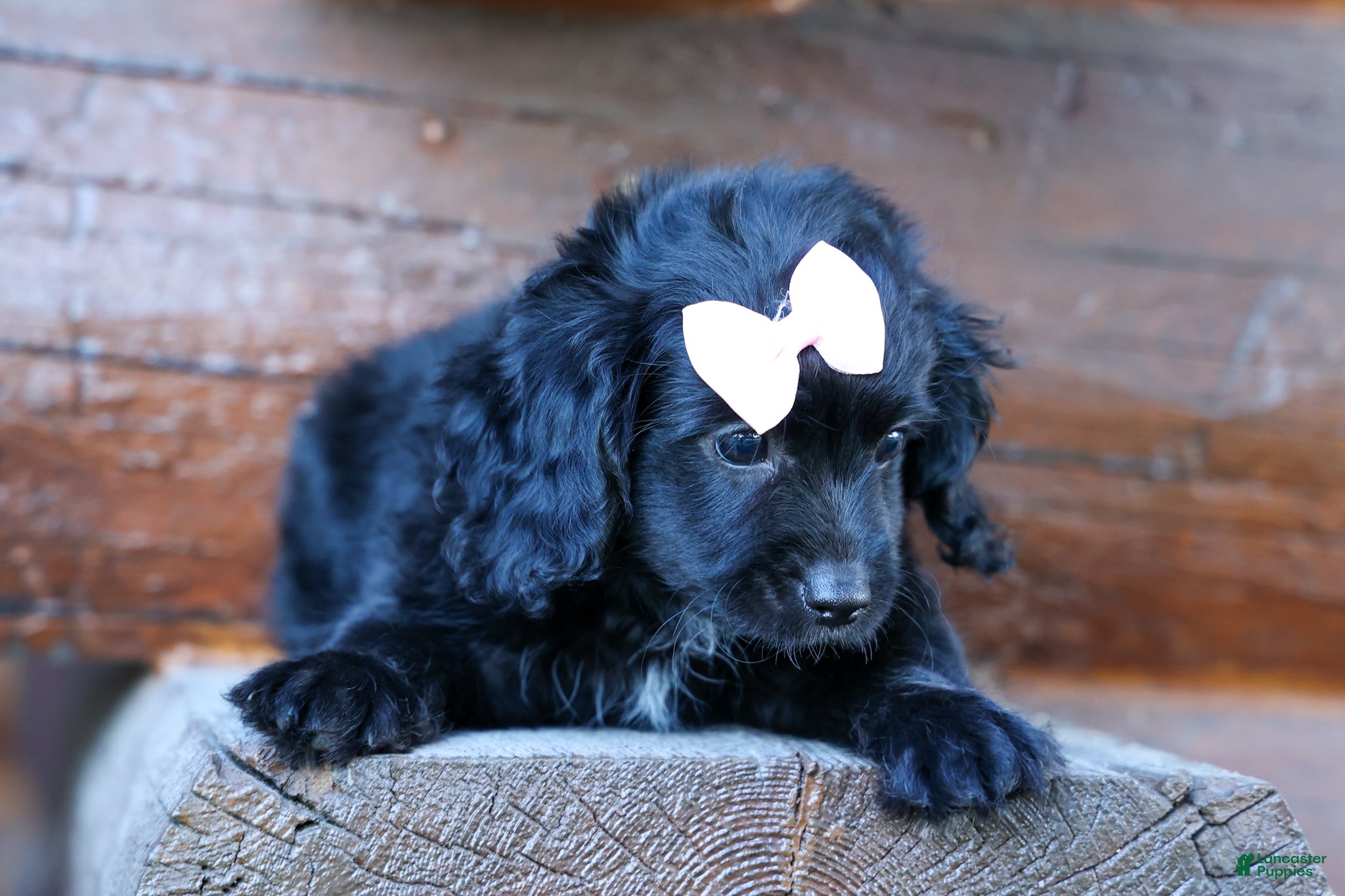 Cavapoo dogs Raya🎀 - Ad 2