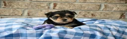 Morkie dogs for sale: Ella - Ad 3