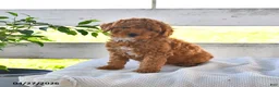 Miniature Poodle dogs for sale: Bailey - Ad 3