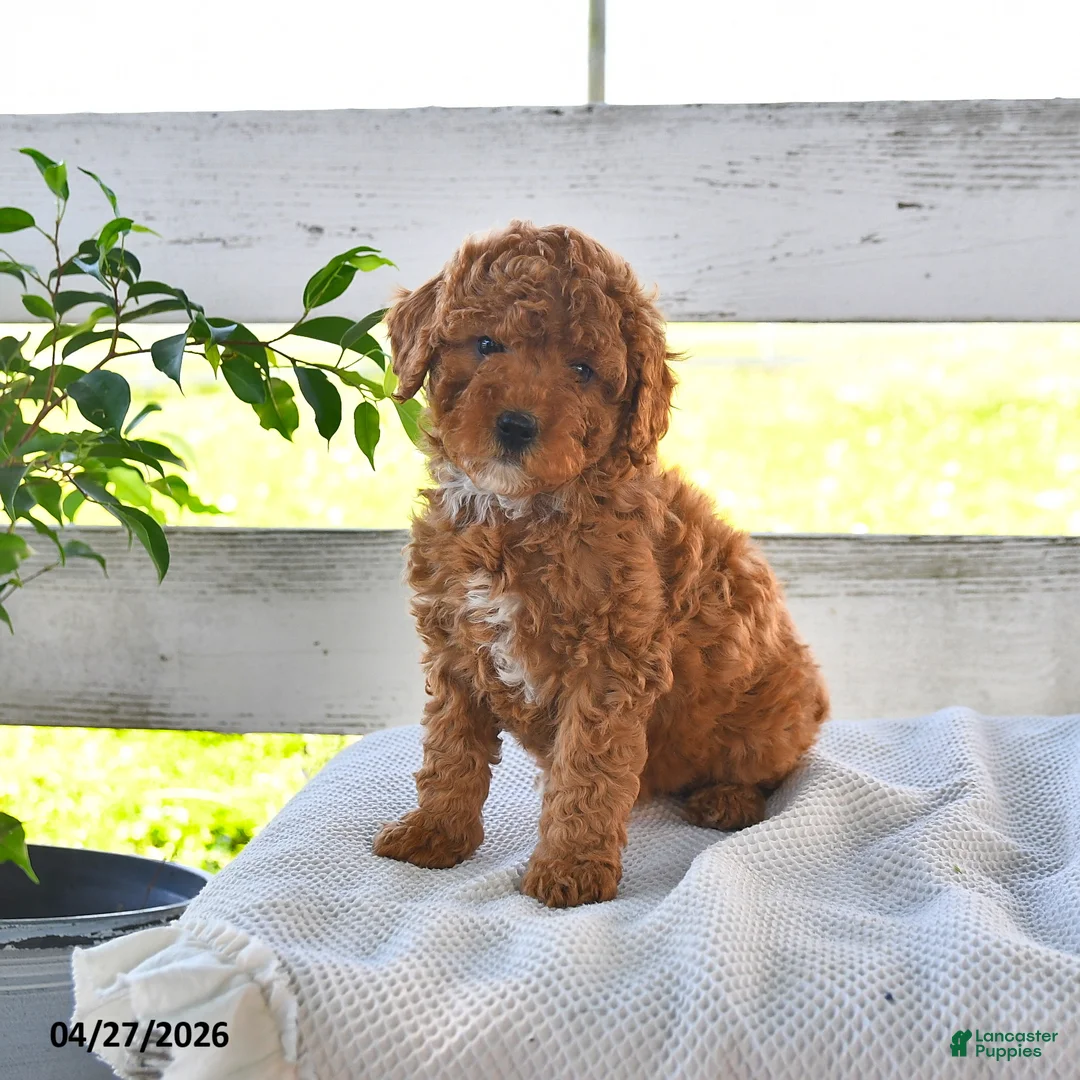 Miniature Poodle dogs for sale: Bailey - Ad 3