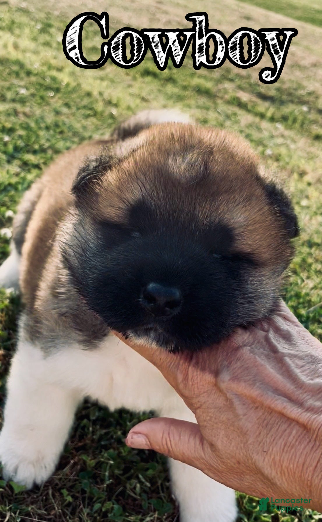 Akita dogs Cowboy  - Ad 1