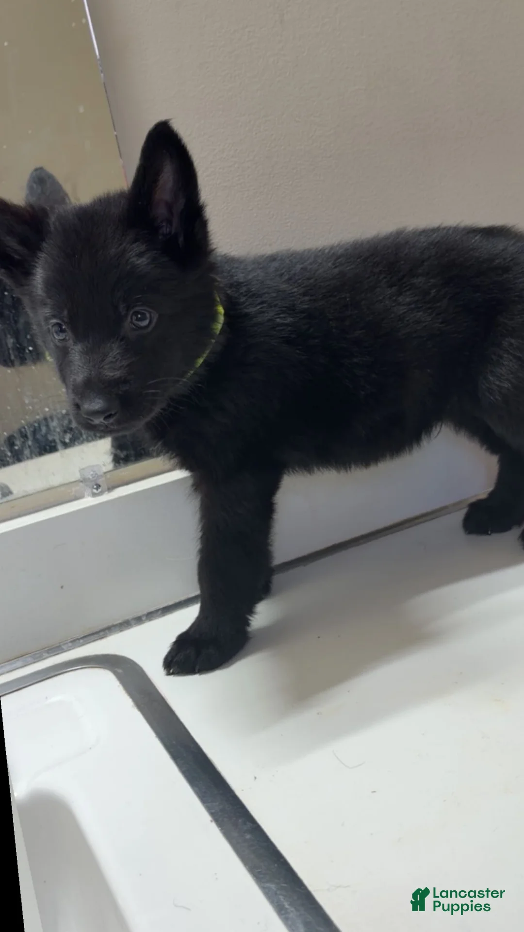 German Shepherd dogs for sale: Shadow  - Ad 5