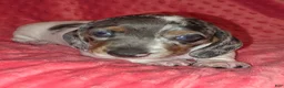Dachshund dogs for sale: Dachshund 2 - Ad 6