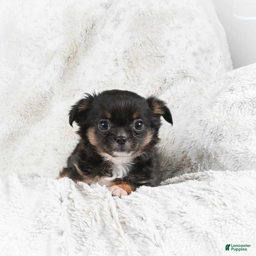 Chihuahua dogs for sale: Sally - Ad 3