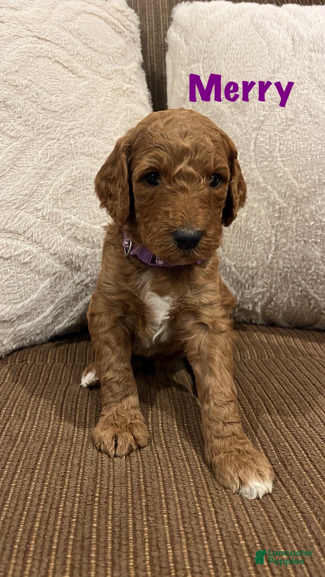 Merry Purple Collar Female for sale in Wellsboro Lancaster Puppies