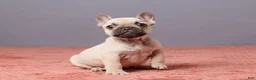 French Bulldog dogs for sale: Zoey - Ad 3