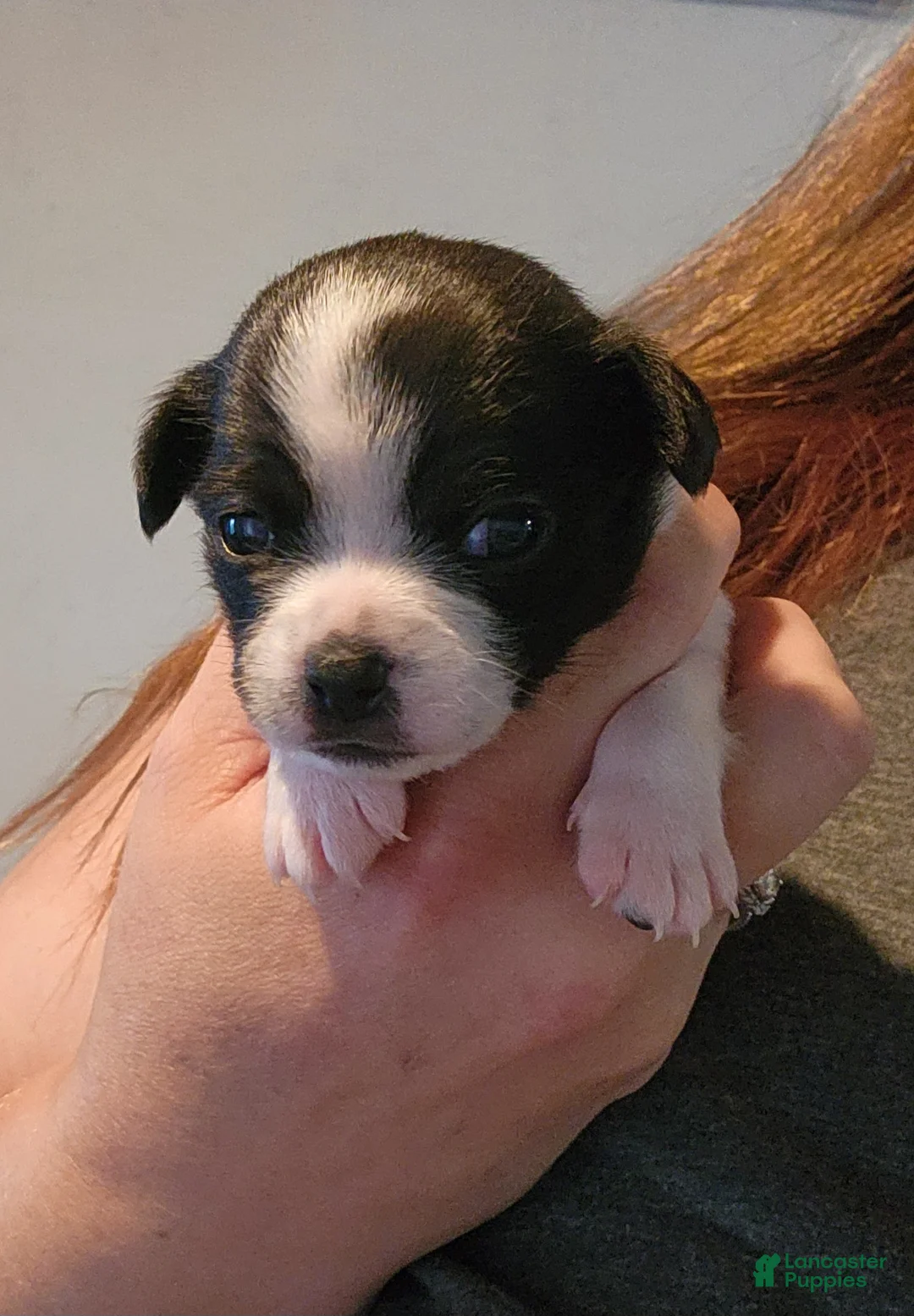Chihuahua dogs for sale: SPOT - Ad 1